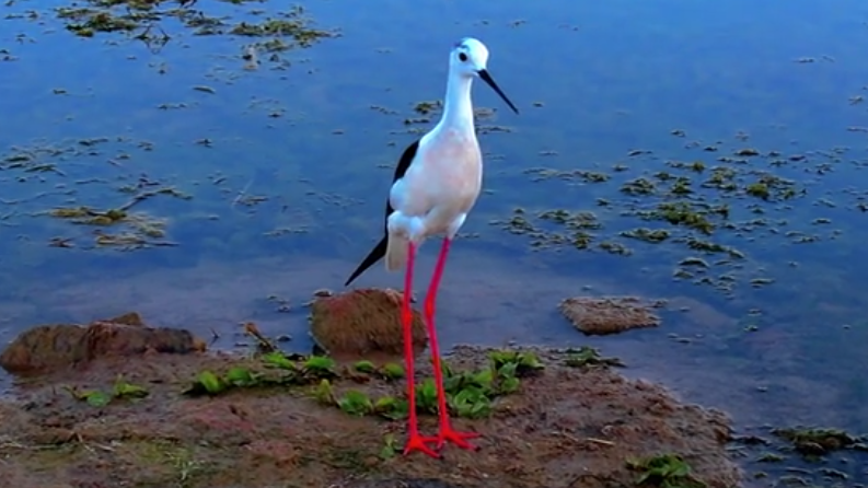 鸟界“超模”在白洋淀“秀”长腿