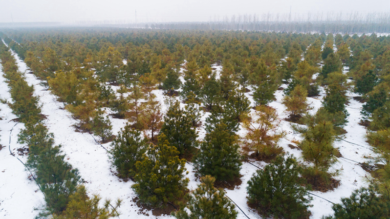 冬日雄安，动人雪景美如画