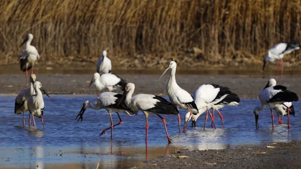 白洋淀湿地等六地成为河北省第一批“鸟类天堂”